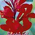 Pre-packed Canna Firebird I (x14x1)
