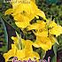 Pre-packed Canna Richard Wallace I (x14x1)