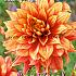 Decorative Medium Flowered Dazzling Magic Festival Winter Dahlia Medium Flowered Dahlia Dazzling Magic I (x14x1)