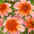 Anemone Flowered Totally Tangerine Festival Spring Dahlia Anemone Flowered Dahlia Totally Tangerine I (x14x1)
