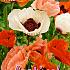 Oriental Mix Festival Winter Perennials Papaver Oriental Mix I (x14x3)