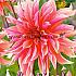 Decorative Large Flowered Labyrinth Festival Spring Dahlia Large Flowered Dahlia Labyrinth I (x14x1)