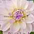 Waterlily Porcelain Festival Spring Dahlia Waterlily Dahlia Porcelain I (x14x1)