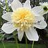 Anemone Flowered Platinum Blonde Festival Winter Dahlia Anemone Flowered Dahlia Platinum Blonde I (x14x1)