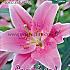 Or Oriental Rose Festival Spring Lilium Lilium Oriental Rose 16/18 (x14x2)