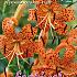 Dv Tigrinum Oranje Festival Winter Lilium Lilium Tigrinum Oranje 16/18 (x14x1)