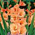Large Flowered Oranje Festival Spring Gladiolus Large Flowered Gladiolus Oranje 14/+ (x10x10)