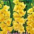 Large Flowered Geel Festival Spring Gladiolus Large Flowered Gladiolus Geel 14/+ (x10x10)