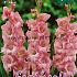 Large Flowered Roze Festival Winter Gladiolus Large Flowered Gladiolus Roze 14/+ (x10x10)
