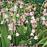 Rosea Festival Spring Perennials Convallaria Rosea Plantkiemen (x14x3)