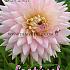Decorative Small Flowered French Cancan Festival Spring Dahlia Small Flowered Dahlia French Cancan I (x14x1)