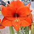 Galaxy Orange Festival Spring Amaryllis Amaryllis Orange 30/32 (x6x1) (Winter)