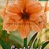Pre-packed Amaryllis Orange 30/32 (x6x1)