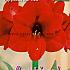 Pre-packed Amaryllis Red 30/32 (x6x1)
