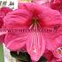Pink Festival Spring Amaryllis Amaryllis Pink 30/32 (x6x1) (Winter)