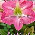 Pre-packed Amaryllis Pink 30/32 (x6x1)