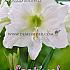 Pre-packed Amaryllis White 30/32 (x6x1)