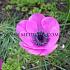 Coronaria Sylphide Festival Spring Miscellaneous Anemone Sylphide 7/8 (x14x10) (Winter)