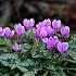 Hederifolium (C De Naples) Festival Winter Miscellaneous Cyclamen Hederifolium (C De Naples) 20/25 (x14x2) (Winter)