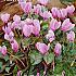 Pre-packed Cyclamen Hederifolium (C De Naples) 20/25 (x14x2)