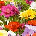 Pre-packed Freesia Double Mixed 5/6 (x14x10)