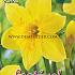 Narcissus Carlton 14/16 (x8x5)