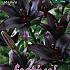 As Mapira Festival Spring Lilium Lilium Mapira 16/18 (x14x2) (Winter)