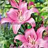 La Roze Festival Winter Lilium Lilium La Roze 16/18 (x14x2) (Winter)