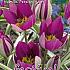 Tulips Humilis Persian Pearl 6/+ (x12x10)