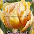Tulips Foxy Foxtrot 12/+ (x12x7)