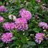 Dahlia Bitsy (x 35)