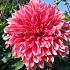 Dahlia Emory Paul (x 35)