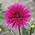 Dahlia Purple Gem (x 35)