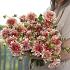 Dahlia Striped Nagano (x 35)