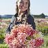 Dahlia Penhill Watermelon (x 35)