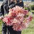 Dahlia Penhill Watermelon (x 35)