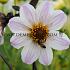 Dahlia Bishop Of Dover (x 35)