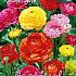 Pre-packed Ranunculus Pioenbloemig Mixed 6/7 (x14x10)