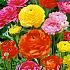 Pre-packed Ranunculus Pioenbloemig Mixed 6/7 (x14x10)