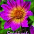 Single Flowered Bright Eyes Festival Winter Dahlia Single Flowered Dahlia Bright Eyes I (x14x1)