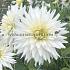 Dahlia My Love (x 35)