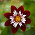 Dahlia Night Butterfly (x 35)