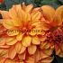 Dahlia Gallery Cobra (x 35)
