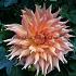 Dahlia Omega (x 35)