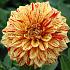 Dahlia Gloriosa (x 35)