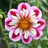 Collerette Bumble Rumble Festival Winter Dahlia Collerette Dahlia Bumble Rumble I (x14x1)