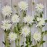 Dahlia Tutu (x 35)