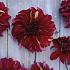 Dahlia Bohemian Spartacus (x 35)