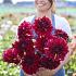 Dahlia Bohemian Spartacus (x 35)