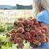 Dahlia Cornel Brons (x 35)